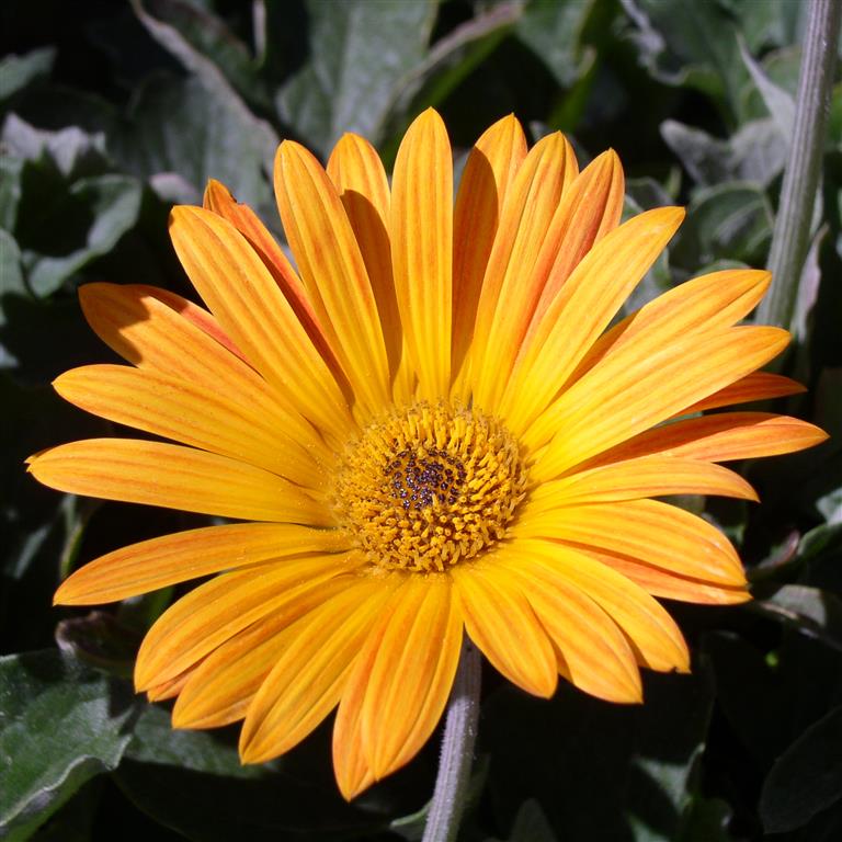 Arctotis ‘Hayley’ (P) – British Garden Plants