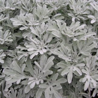 Artemisia stelleriana