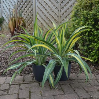 Beschorneria 'Flamingo Glow' (P)