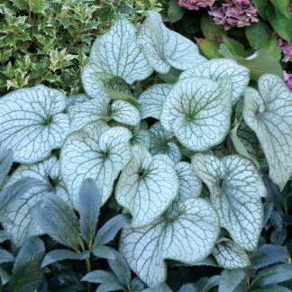 Brunnera 'Alexander's Great' (P)