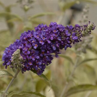 Buddleja Buzzª 'Indigo' (VR)