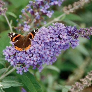 Buddleja Buzzª 'Lavender' (VR)