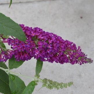 Buddleja Buzzª 'Magenta' (P) Imp.