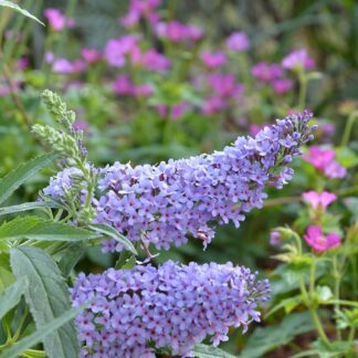 Buddleja Buzzª 'Sky Blue' (P) Imp.