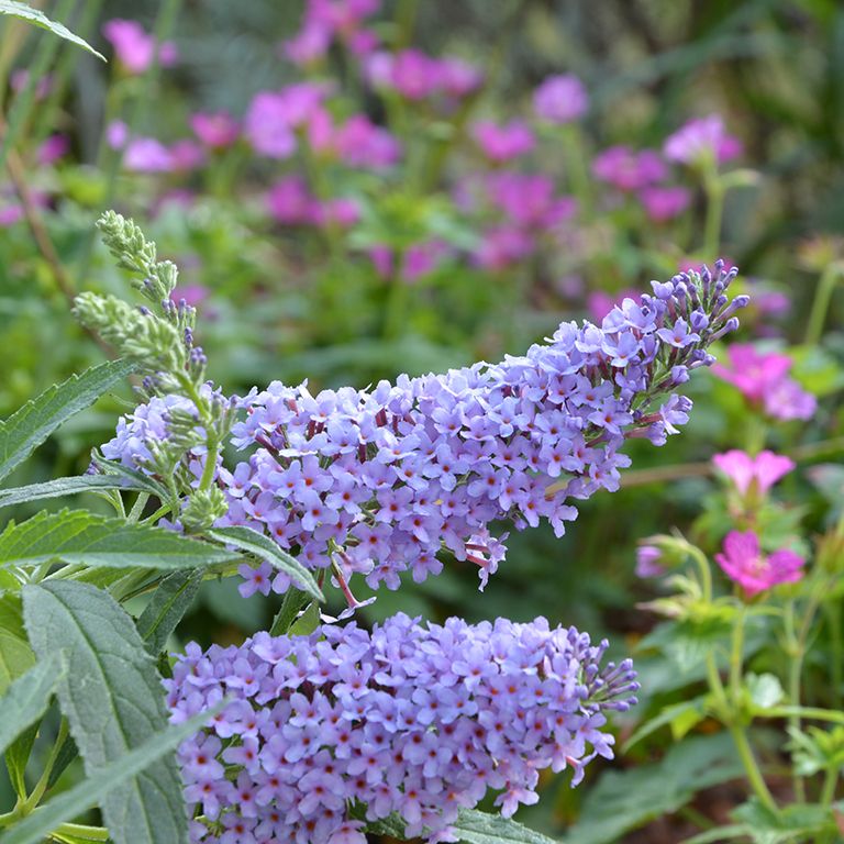 Buddleja Buzzª ‘Sky Blue’ (P) Imp. – British Garden Plants