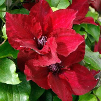Clematis Boulevard¨ 'Nubia'ª (P)