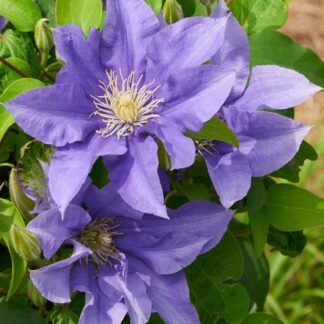 Clematis Boulevard¨ 'Olympia'ª (P)