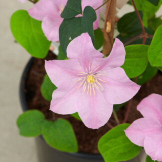 Clematis Boulevard¨ 'Pompeii'ª (P)