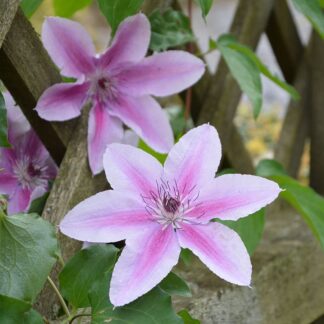 Clematis Boulevard¨ 'Yuan'ª (P)