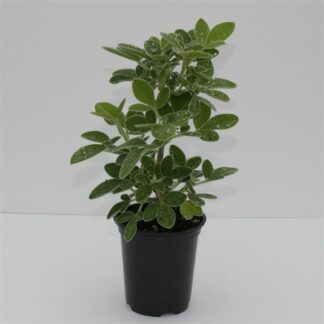 Cytisus battandieri