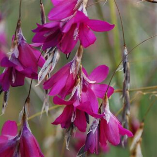 Dierama 'Blackberry Bells'