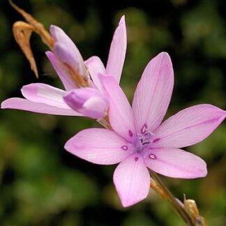 Dierama erectum