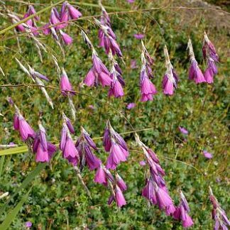 Dierama pulcherrimum