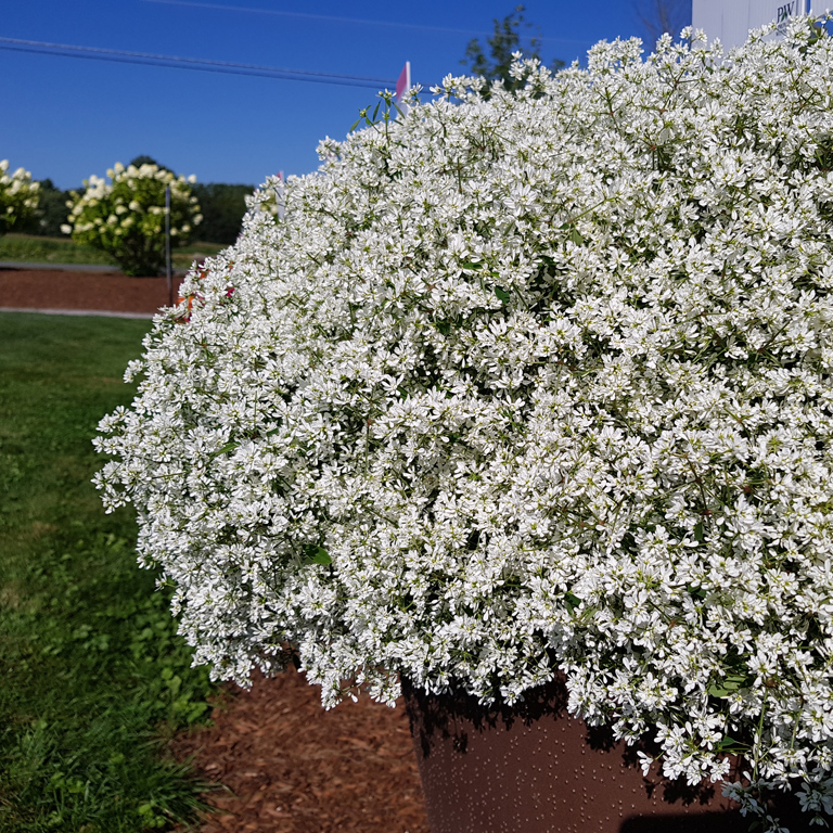 Euphorbia ‘Diamond Snow’ (P) – British Garden Plants