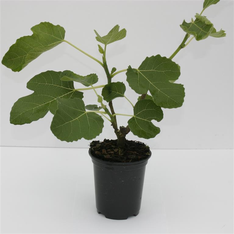 Figuier 'Brown Turkey' – Conteneur 1-1,9 Litres – Fruitier Bifère Résistant Au Froid – Petites Figues Brun-violacé – Plante Vivace