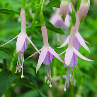Fuchsia 'Hawkshead'