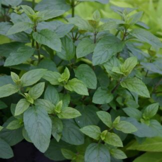 Mint 'Chocolate Peppermint'