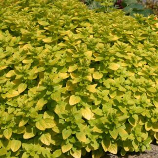 Marjoram 'Golden'