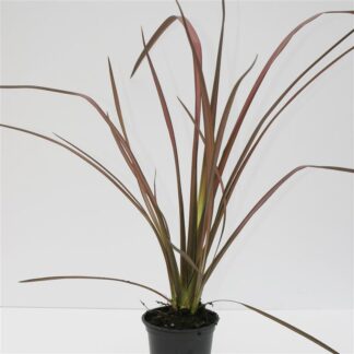 Phormium 'Crimson Devil'