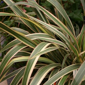 Phormium 'Tricolor'