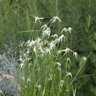 Rhynchospora colorata 'Dancing Star'