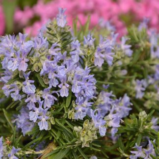 Rosemary prostrata 'Boule'