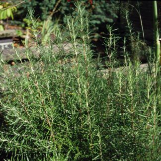Rosemary officinalis 'Miss JessoppÕs Upright'