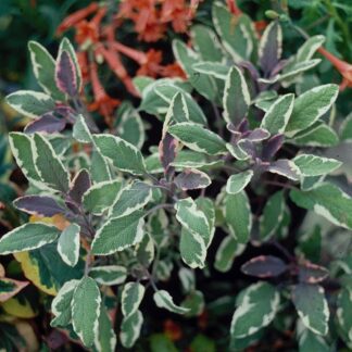 Sage officinalis 'Tricolor'